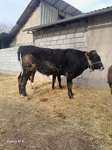 Коровы, быки: Продаю | Бык (самец) | Полукровка | На откорм — 26