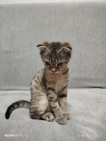 продажа породистых кошек: 3 месяца, Девочка, Проглистована