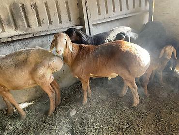 Баран, овца: Продаю | Овца (самка) | Арашан, Гиссарская | Для разведения | Матка, Ягнившаяся — 17