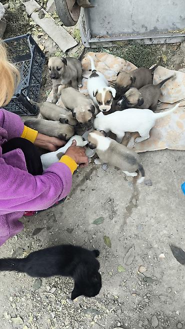 ххх сабаками: Собака даром: 1 месяц, Самец — 1