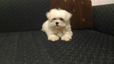 Psi: , Von House Petronijevic Ub, odgajivačnica FCI 5708. Maltezer mini — 6