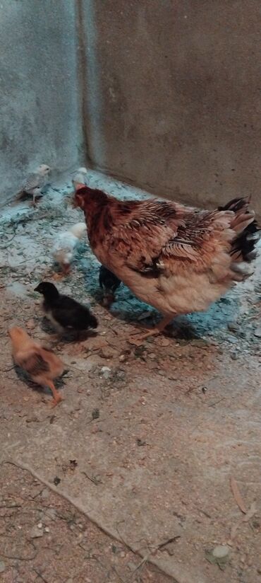 Птицы: 1 ana 9 balsi 2 hefdelikdi cuceleri qiymeti 30 manat unvan qobu yolu