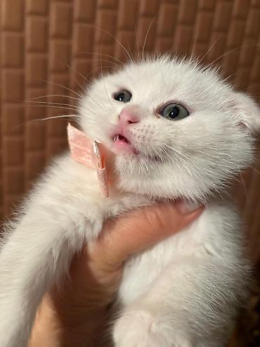 Pişiklər: Şotland yastı qulaq, Erkək, Dişi, Yaxşı əllərə, Ödənişli çatdırılma, Pulsuz çatdırılma, Ünvandan götürmə — 5