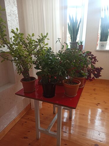 Otaq bitkiləri: Satılır: ev otaq gülləri kolleksiyası - Sansevieriya (Qaynanadili) – — 5