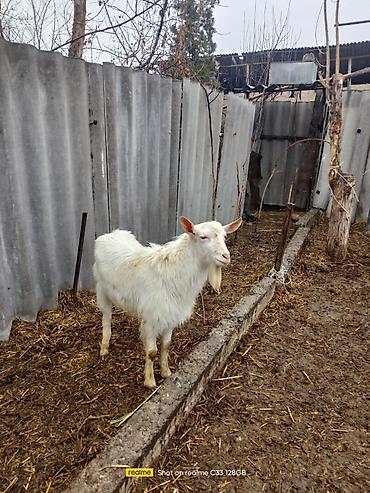 Козы, козлы: Продаю | Коза (самка) | Зааненская | Для разведения — 19