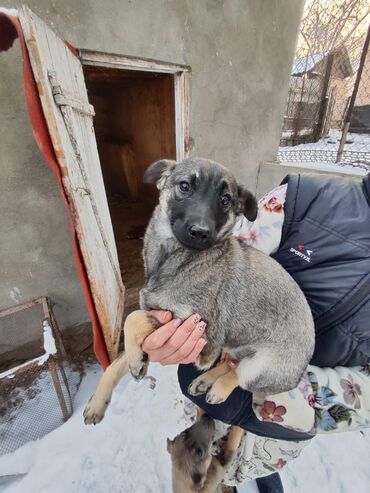 Отдам даром собаку: Собака даром: Дворняжка, 4 месяца, Самка