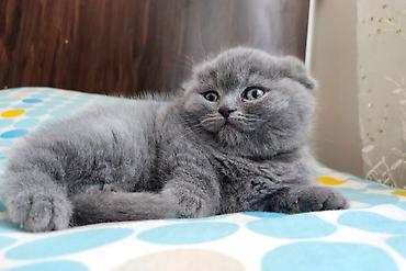 Pişiklər: Şotland yastı qulaq, Erkək, Dişi, Yaxşı əllərə, Ünvandan götürmə, Pulsuz çatdırılma, Ödənişli çatdırılma — 1