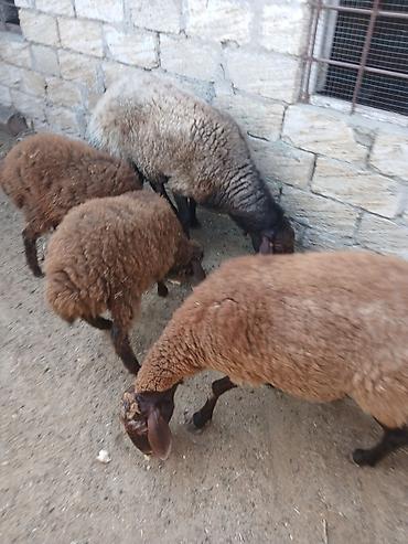 Mal-qara: Qoyun və quzu dəstəsi - Növ: Yerli ətlik/yunlu qoyunlar - Tərkib: Ana — 4