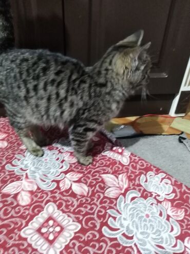 Оддам кота в хорошие руки, кот очень спокойный, ласковый, watsapp