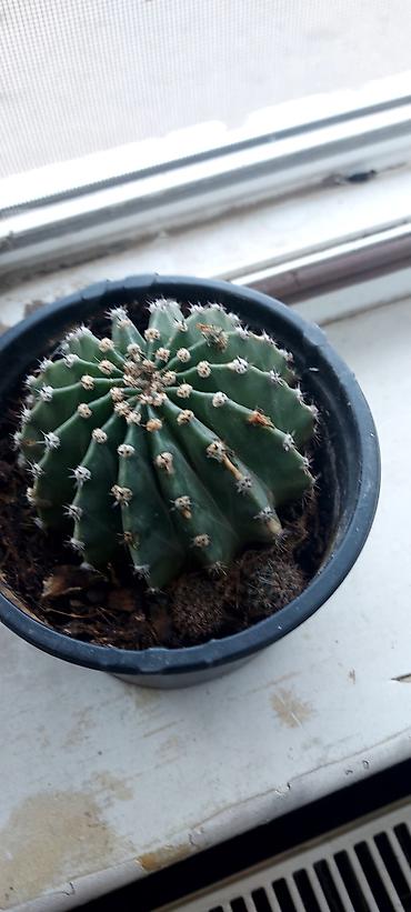 kala: Daxili sukulentlər kolleksiyası – 4 müxtəlif növ - Sansevieria — 5