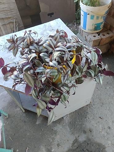 традесканция: Традесканция (Tradescantia zebrina) — ампельное комнатное растение — 4