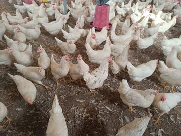 Toyuqlar: Toyuq, Liqorin, Yumurtalıq, Ünvandan götürmə -da lalafo.az — 6 Toyuqlar: Toyuq, Liqorin, Yumurtalıq, Ünvandan götürmə — 6