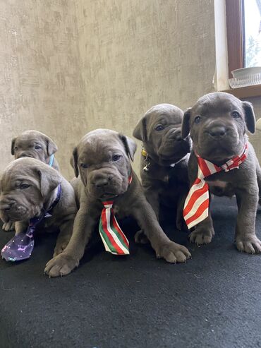 İtlər: Kane-Korso, 2 ay, Erkek, Sənədli, Pulsuz çatdırılma, Ödənişli çatdırılma — 2