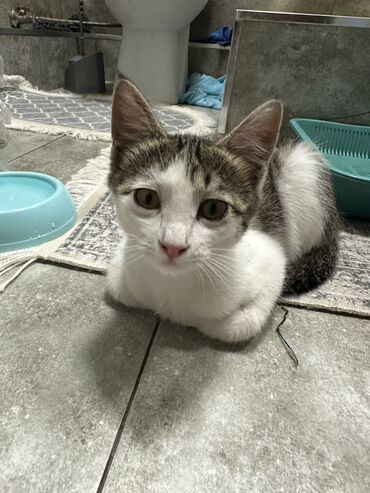 шотландская вислоухая голубая кошка: Кошка даром: Беспородная, 3 месяца, Мальчик