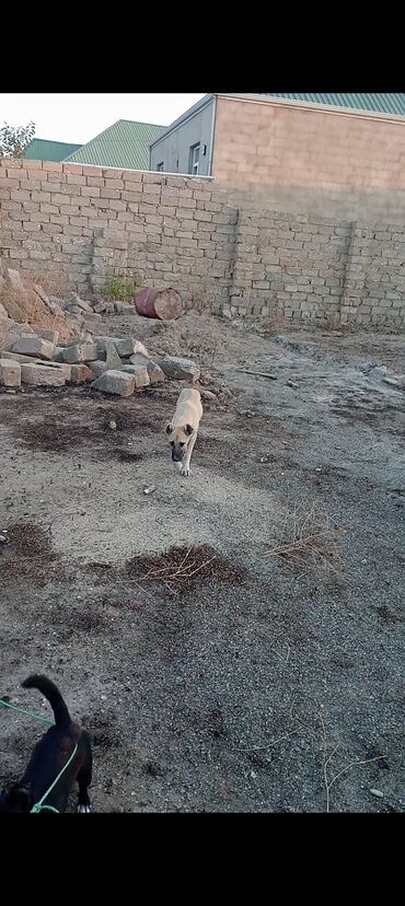 ördək balası neçə günə çıxır: Kanqal