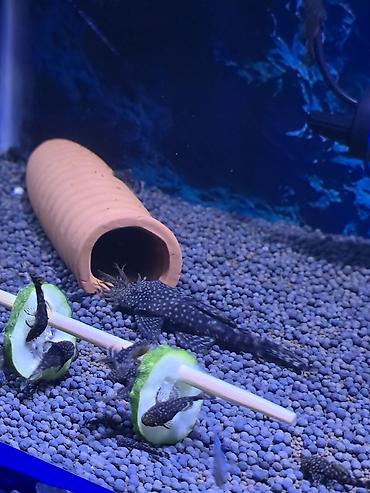Анциструс звездчатый (плекостомус, «Starry/White-spotted Bristlenose»)