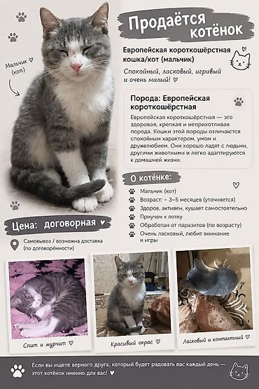 мастер грей: 5 месяцев, Мальчик, Серый, Приучена к лотку — 1