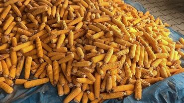лук репчатый цена за 1 кг: Жүгөрү