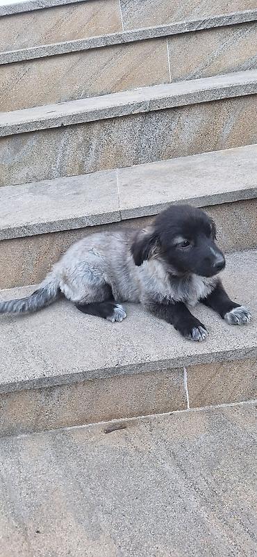 Zvonok, Dişi lalafo.az -da Zvonok, Dişi
