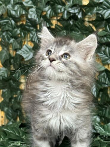 дом для котов: Котёнок Мейнкуна. Полный пакет документов, и доставка по всему миру
