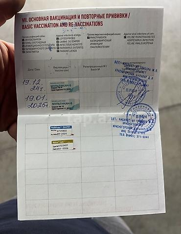 ev iti: İngilis buldoqu, 1 il, Erkək, Sənədli, Ünvandan götürmə — 7