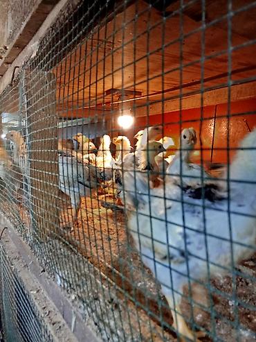 tovuz quşu balası: 1 ay 5 günlük. 3 manat. Sereblistdir. 200 ədəd. Şüvəlan — 1