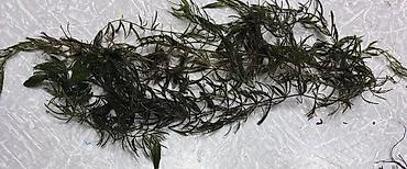 Akvarium dekoru: Akvaryum üçün su bitkiləri dəsti Təbii üsulla yetişdirilmiş. Canlı — 3