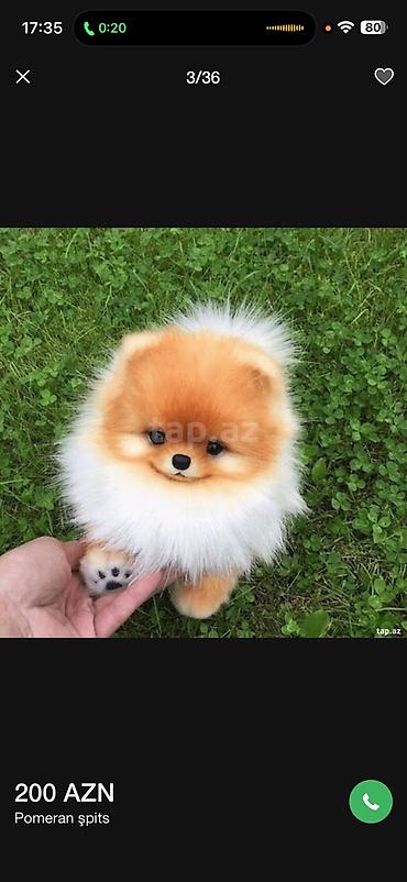 it pekines: Şpitz, Sənədli — 5