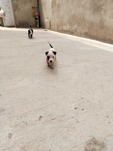 şirin it şəkilləri: Pitbul, 1 ay, Dişi, Peyvəndli, Ödənişli çatdırılma