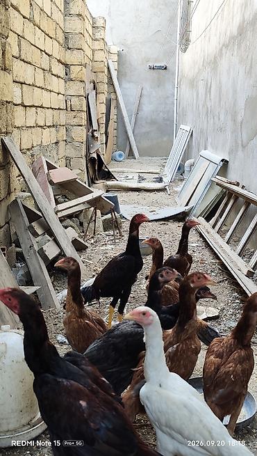 ucuz ev itləri: Toyuq cücələri, Damazlıq — 2