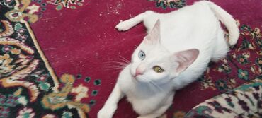 Pişiklər: Qızıl şinşilla, Erkək, Dişi, Yaxşı əllərə, Ödənişli çatdırılma