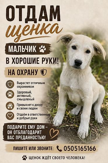 Щенок светло-кремового окраса отдадим хорошие руки - Возраст: щенок
