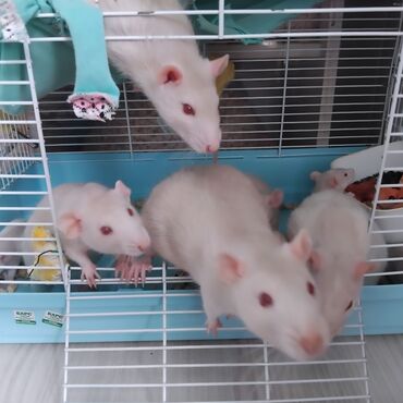белая крыса: Адам крыс бесплатно в хорошие руки Срочно крысы добрые хорошие Не
