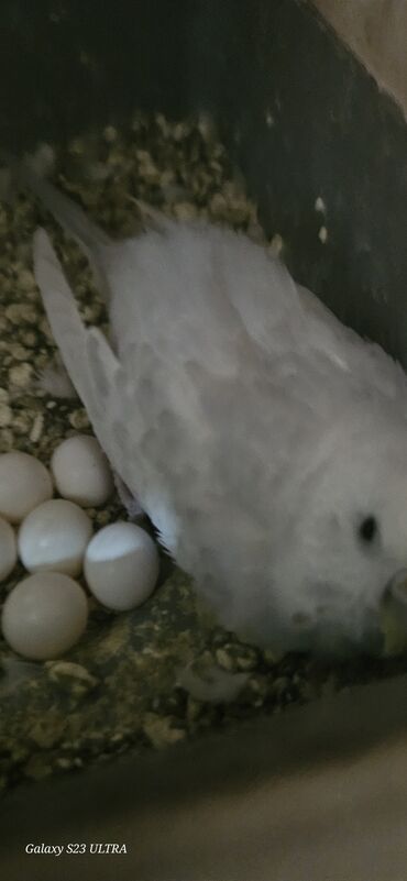 Tutuquşları: Papuqaylar satılır — 5