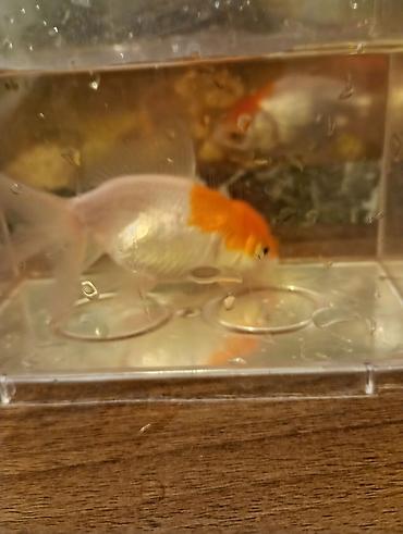 Balıqlar: Oranda, Sülhsevər — 5