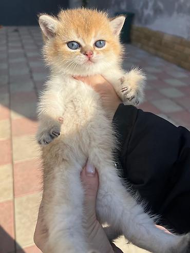 Pişiklər: Şotland — 4