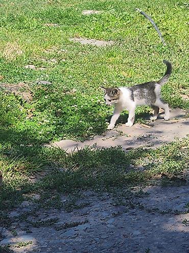 кошка беловодск: 🐾 Три маленькие жизни ищут свой дом… 🐾 У нас есть три котёнка — одна — 4