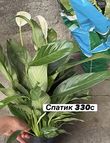 Көк чөптөр жана микро жашылчалар: Комнатные цветы оптом и в розницу — 3