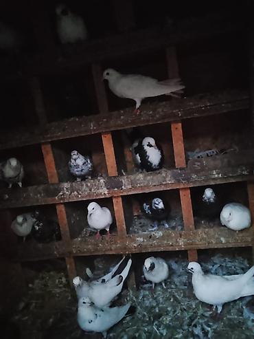 goyercinler: Salam qiymətdə razılaşma olacağ xaricə getdiyim üçün təcilli satılır — 4