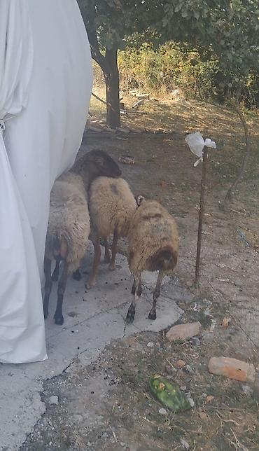qarğa balası satılır: 3 dene qoyndu gogazdilar — 1