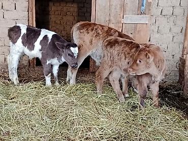 Коровы, быки: Продаю | Бык (самец) | Для разведения | Племенные — 4