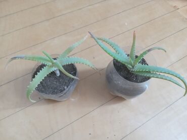 Otaq bitkiləri: Aloe satilir