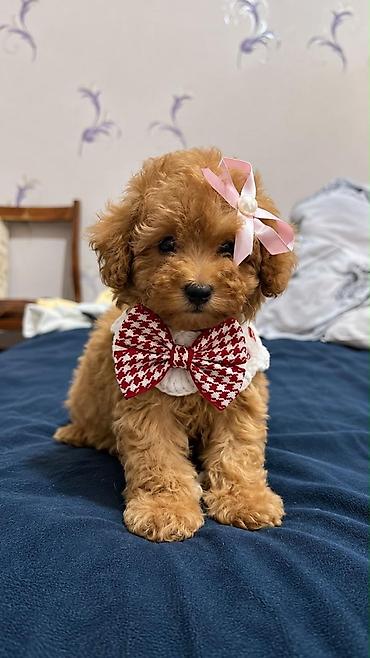 pudel lalafo: Pudel — 8