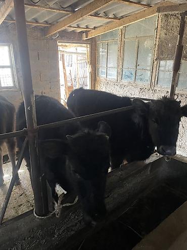 Коровы, быки: Продаю | Тёлка, Музоо, торпок — 8