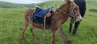 лошадь кыргызстан: Продаю | | Кара Жорго | Рабочий
