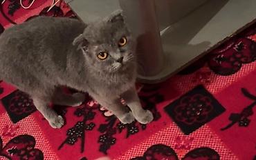 Кошки: Шотландская, Самка, В добрые руки, Самовывоз — 1