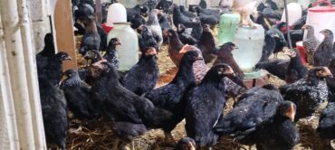 Digər quşlar: Ya Allah. Salam Hər vaxtınız xeyir! 6 Noyabr 2025 ci ildən — 3