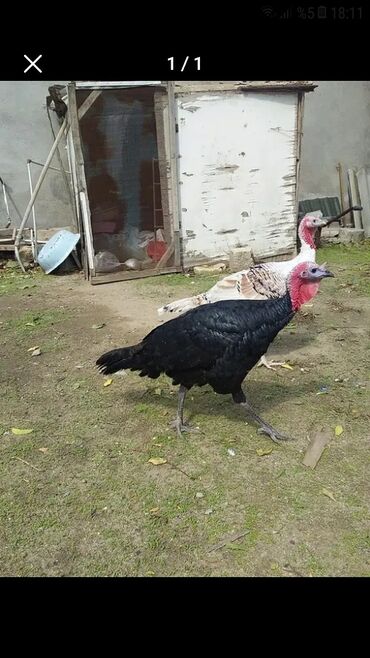 Heyvanlar üçün mallar: Erkək, Damazlıq, Ünvandan götürmə