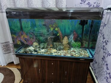 тумба для аквариума: Заводской аквариум JEBO на 220 литров с одной большой рыбой барбус