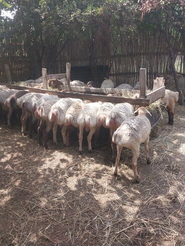 Akvarium aksessuar və ləvazimatları: Erkək, il: 7, 18 kq, Ödənişli çatdırılma